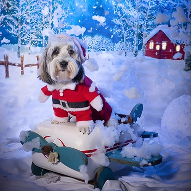 Hund als Weihnachtsmann verkleidet im Schnee im Fotostudio Urbschat Kleinmachnow